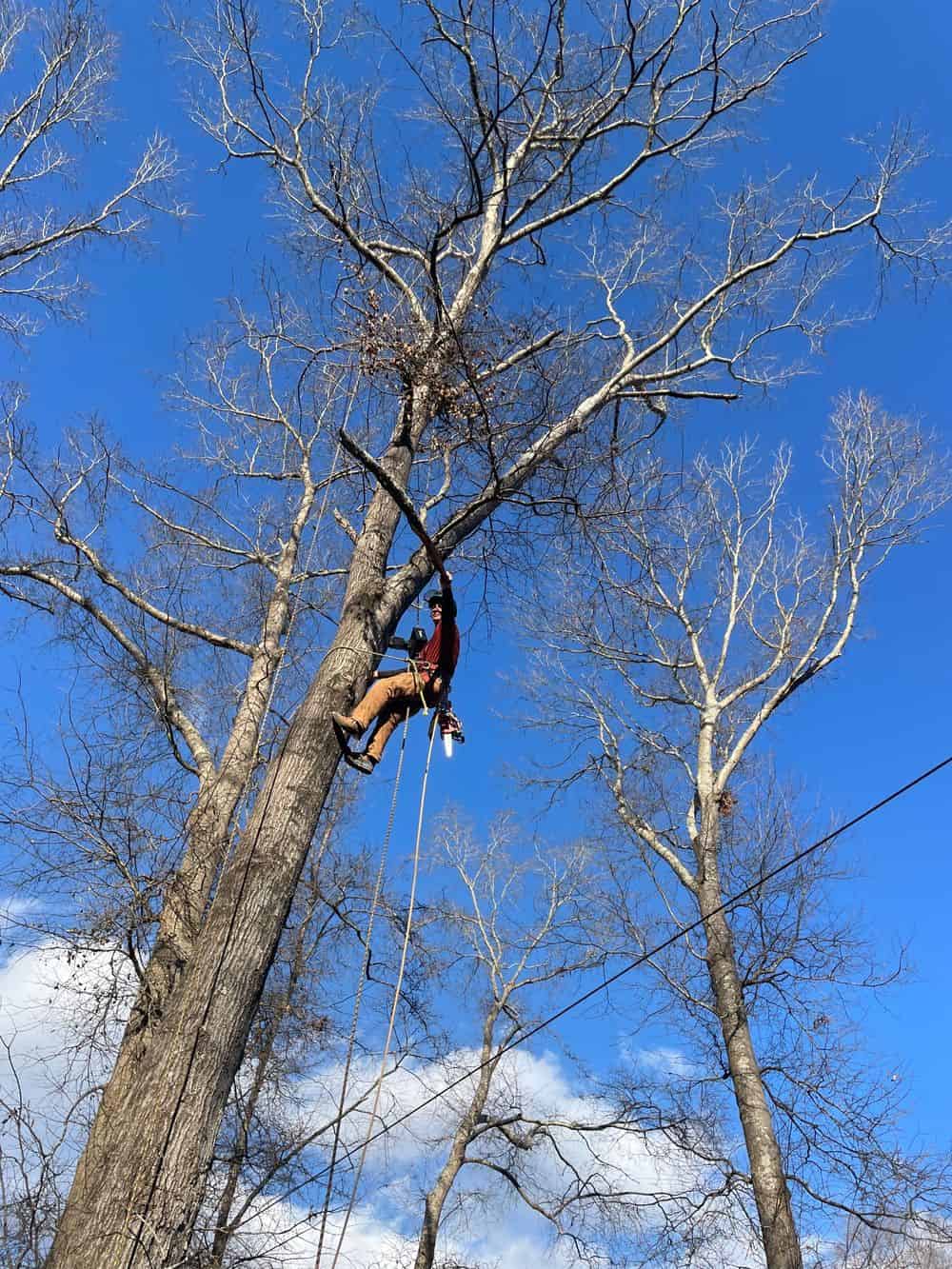 Tree Trimming and Removal Services image