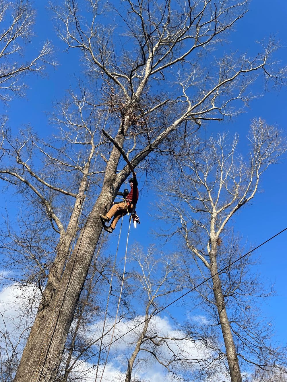 Expert Site Clearing in Berea SC